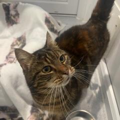 Tigger is reserved!