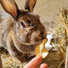 Butterscotch and Trixie - Looking for a home!