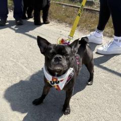 Trixie Is Available 