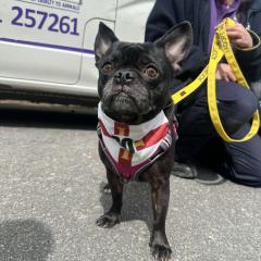 Trixie Is Available 