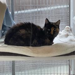 Twigs is looking for a special home