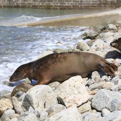 Seal Advice