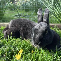 Orla is looking for a home!