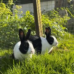 Isabelle and Mabel are looking for a home!