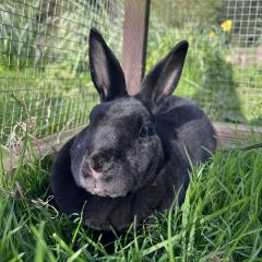 Orla is looking for a home!