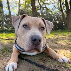 Simba is looking for a home