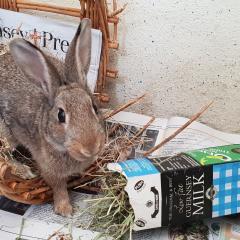 Flopsy, Mopsy and Benji are looking for a home