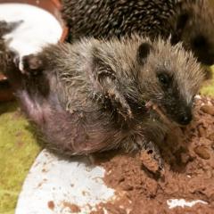 Hoglet Advice