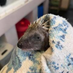 Hoglet Advice