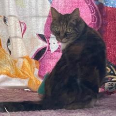 Dutches is looking for a new home 