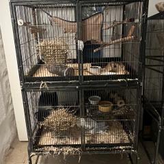 4 Degus looking for a new home