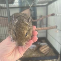 4 Degus looking for a new home