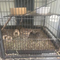 4 Degus looking for a new home