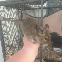 4 Degus looking for a new home