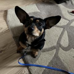 Jasper Big Eared Heart Stealer Looking For His Special Person