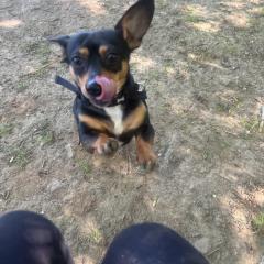 Jasper Big Eared Heart Stealer Looking For His Special Person