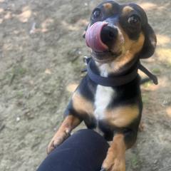 Jasper Big Eared Heart Stealer Looking For His Special Person