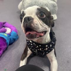 Mabel has gone on trial with a family :)