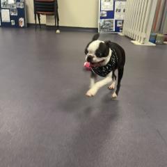 Mabel has gone on trial with a family :)