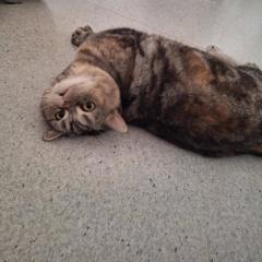 Meet Maddie: maddie has found her new staff! :)