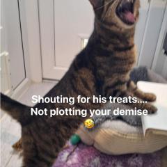 Mowgli snack demanding professional is looking for his new home