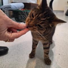 Mowgli snack demanding professional is looking for his new home