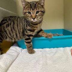 Prancer is reserved!