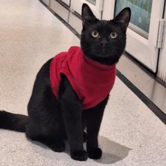 Shadow AKA Certified Little Menace - Is looking for a home!