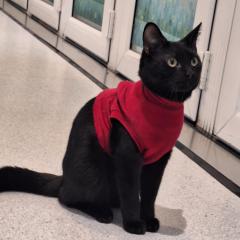 Shadow AKA Certified Little Menace - Is looking for a home!