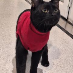 Shadow AKA Certified Little Menace - Is looking for a home!