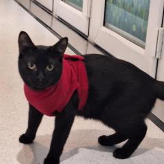 Shadow AKA Certified Little Menace - Is looking for a home!