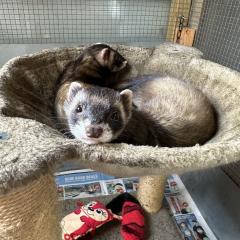 Montgomery and Winston