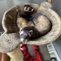 Montgomery and Winston