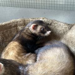 Montgomery and Winston