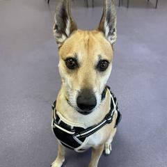 Roo is available!
