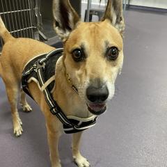 Roo is available!