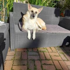 Tigger- Lilly (Home To Home Re Homing)