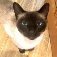 Tom (Home From Home Re Homing)