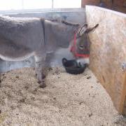 Dizzy and Naomi Guernsey Animals In Need, 2 donkeys at the GSPCA Animal Shelter in their home