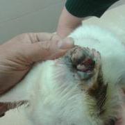 Please help this little lady who has suffered so much - to follow are additional pictures of Borneos condition