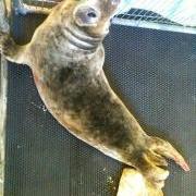 Seal pup at the GSPCA Guernsey 2010, advice what to do if you find a seal