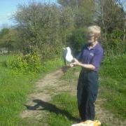 Less Black-backed Gull Lady Ga Ga Saved and Released from the GSPCA Animal Shelter Guernsey