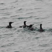 Guillemot release in Guernsey GSPCA