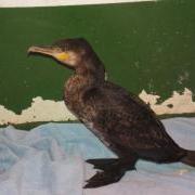 Guernsey cormorant GSPCA Harry
