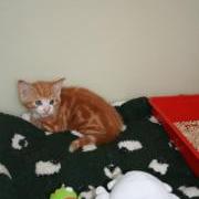 Kitten st the GSPCA Animal Shelter in Guernsey, please microchip and neuter your cats and dogs