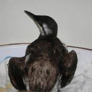 Stitch the injured guillemot from a fishing lure at the GSPCA in Guernsey, lure removed by Isabelle Vets