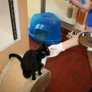 Trio and Trouble GSPCA cats in Guernsey needs homes
