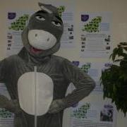 Doby the Donkey is looking for a Business or Person to sponsor and take part