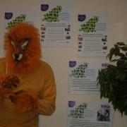 Lennox the Lion is looking for a Business or Person to sponsor and take part