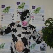 Lennox the Lion is looking Clive the Cow for a Business or Person to sponsor and take part
